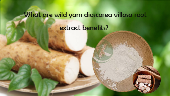 What are wild yam dioscorea villosa root extract benefits?