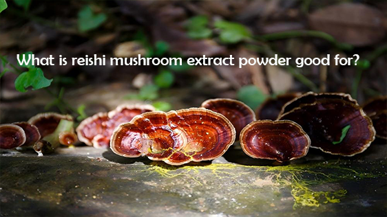 What is reishi mushroom extract powder good for?