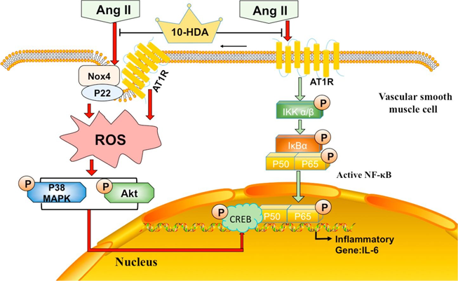 10 Hydroxy 2 Decenoic Acid 10-HDA Powder For Anti-inflammatory