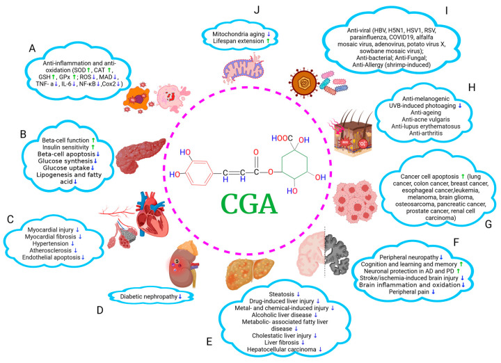 A summary of therapeutic effects of CGA on multiorgan
