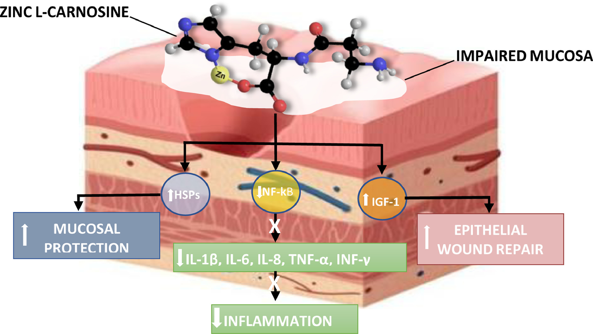 An overview of the proposed cytoprotective, anti-inflammatory and healing mechanisms of zinc L-carnosine