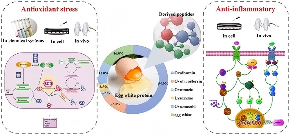 antibacterial and anti-inflammatory effects of egg white hydrolysate