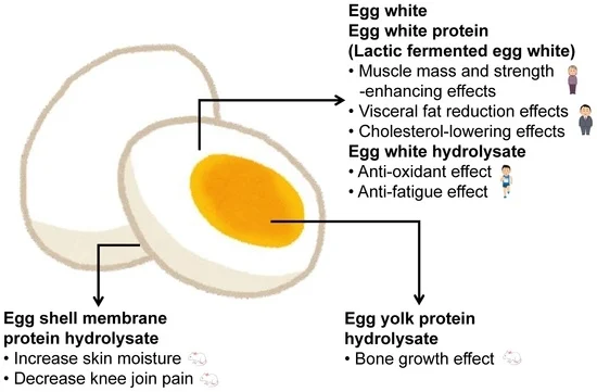 Benefits of egg white hydrolysate