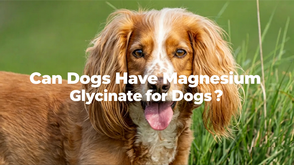 Can Dogs Have Magnesium Glycinate for Dogs?