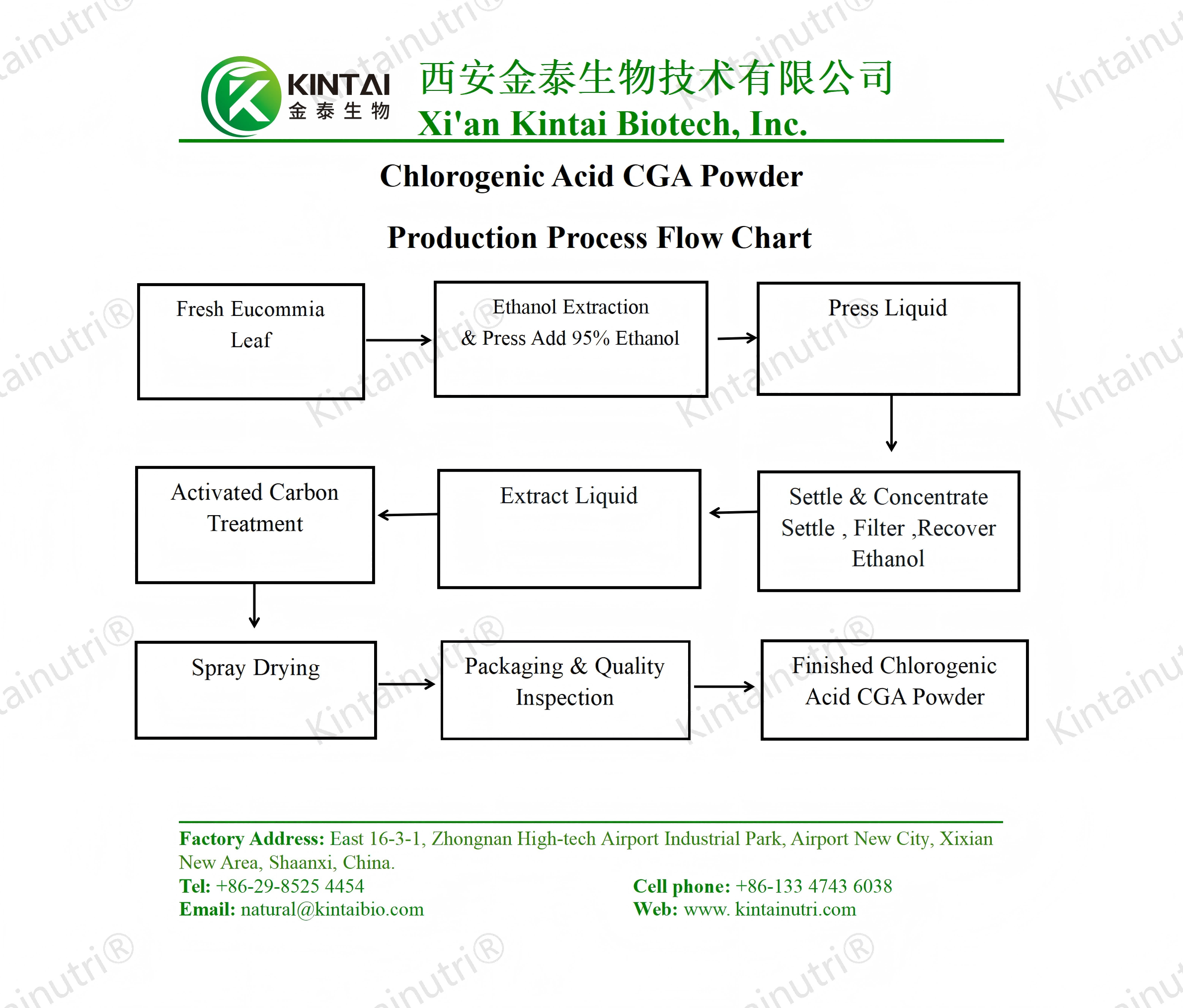Chlorogenic Acid CGA Powder Production Process Flow Chart_01(1)