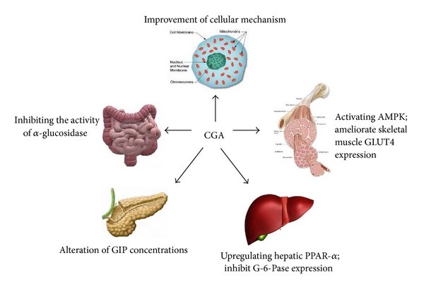 chlorogenic acids for glucose and lipid
