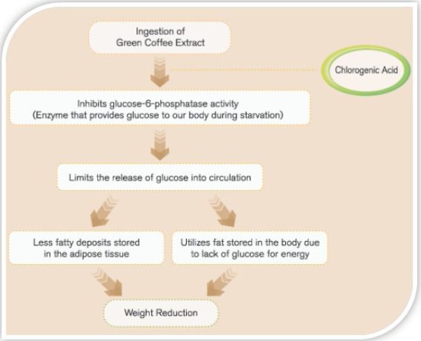 chlorogenic acids for weight loss