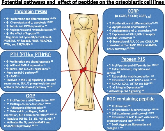 collagen tripeptide for bone healing