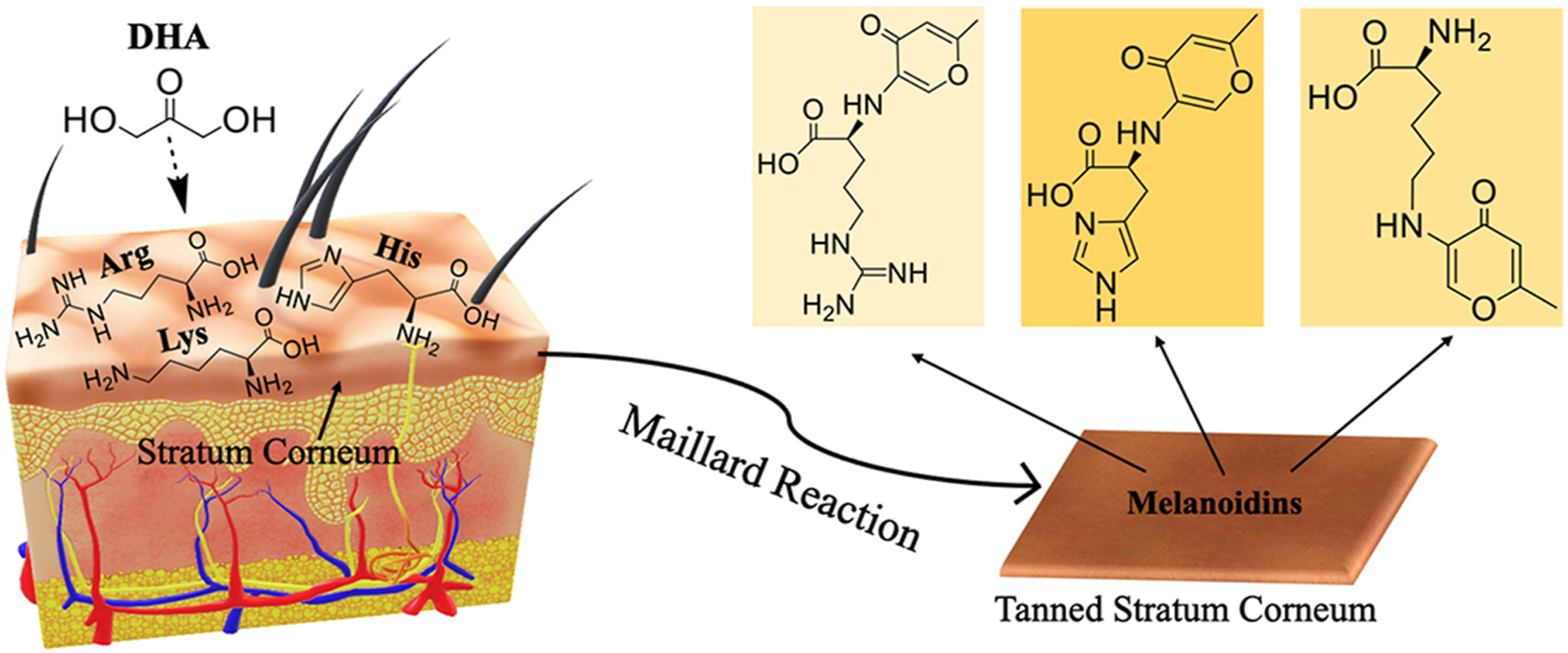 dha supports sunless tanning