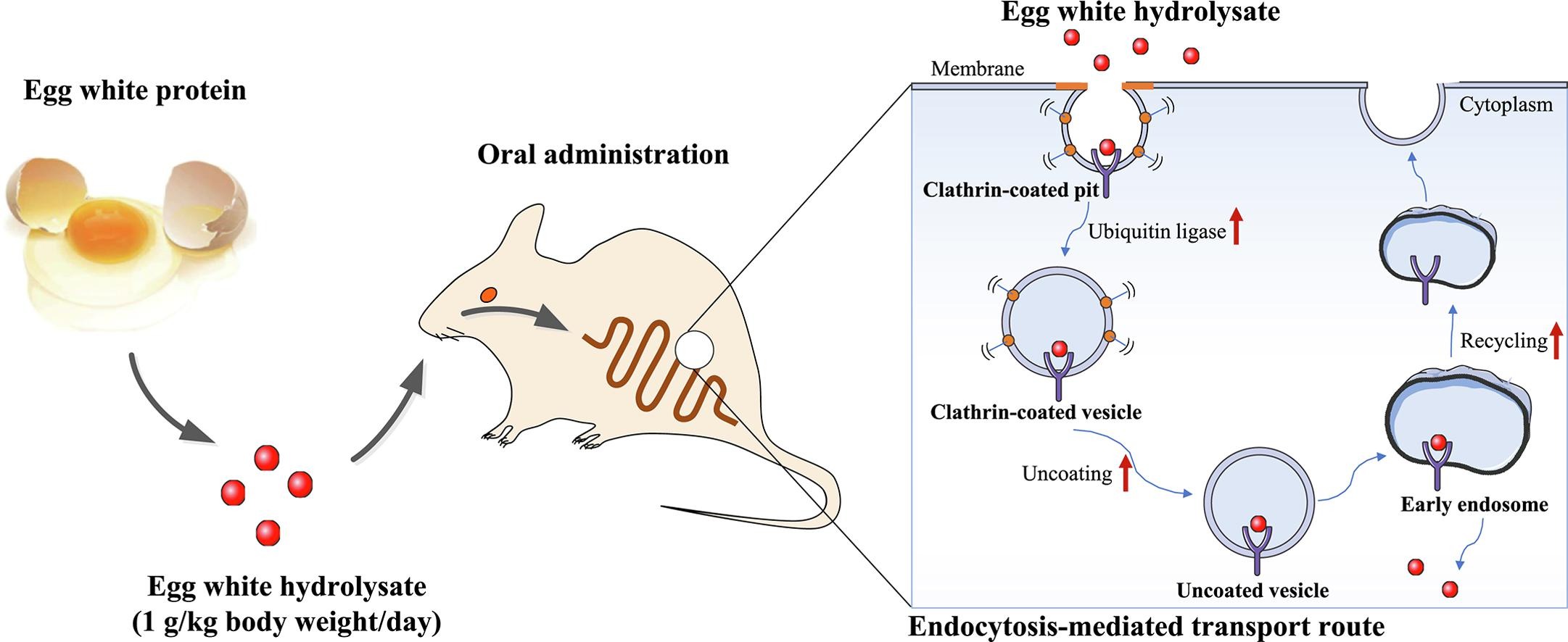 easy absorption of egg white hydrolysate