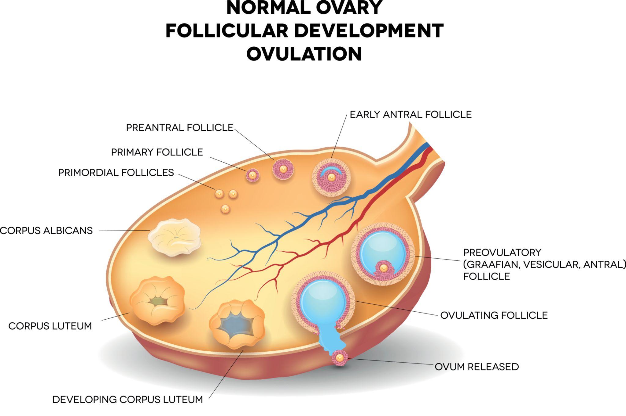 female ovarian function