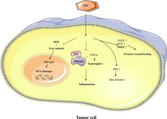 gastrointestinal mucosal health