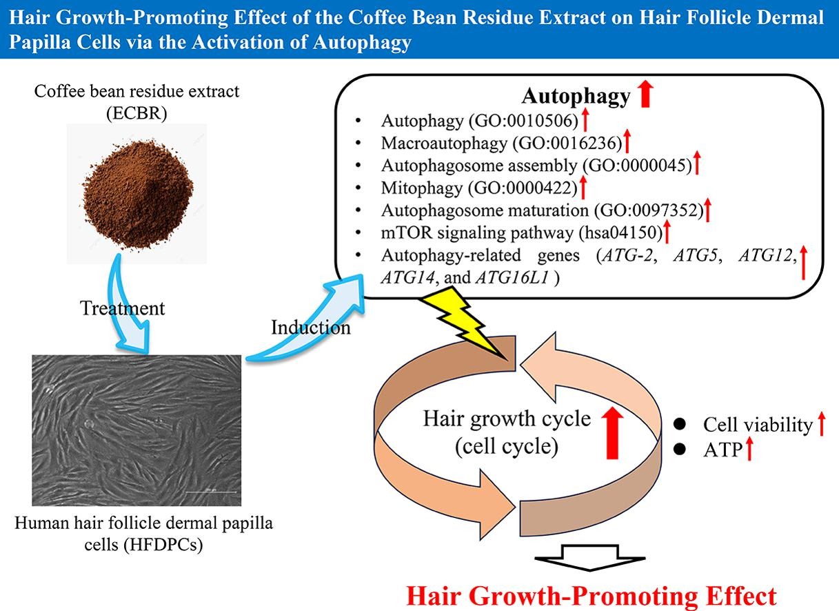 green coffee bean extract for hair growth