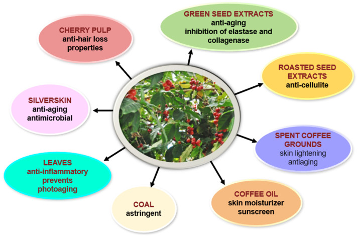green coffee bean extract skin care