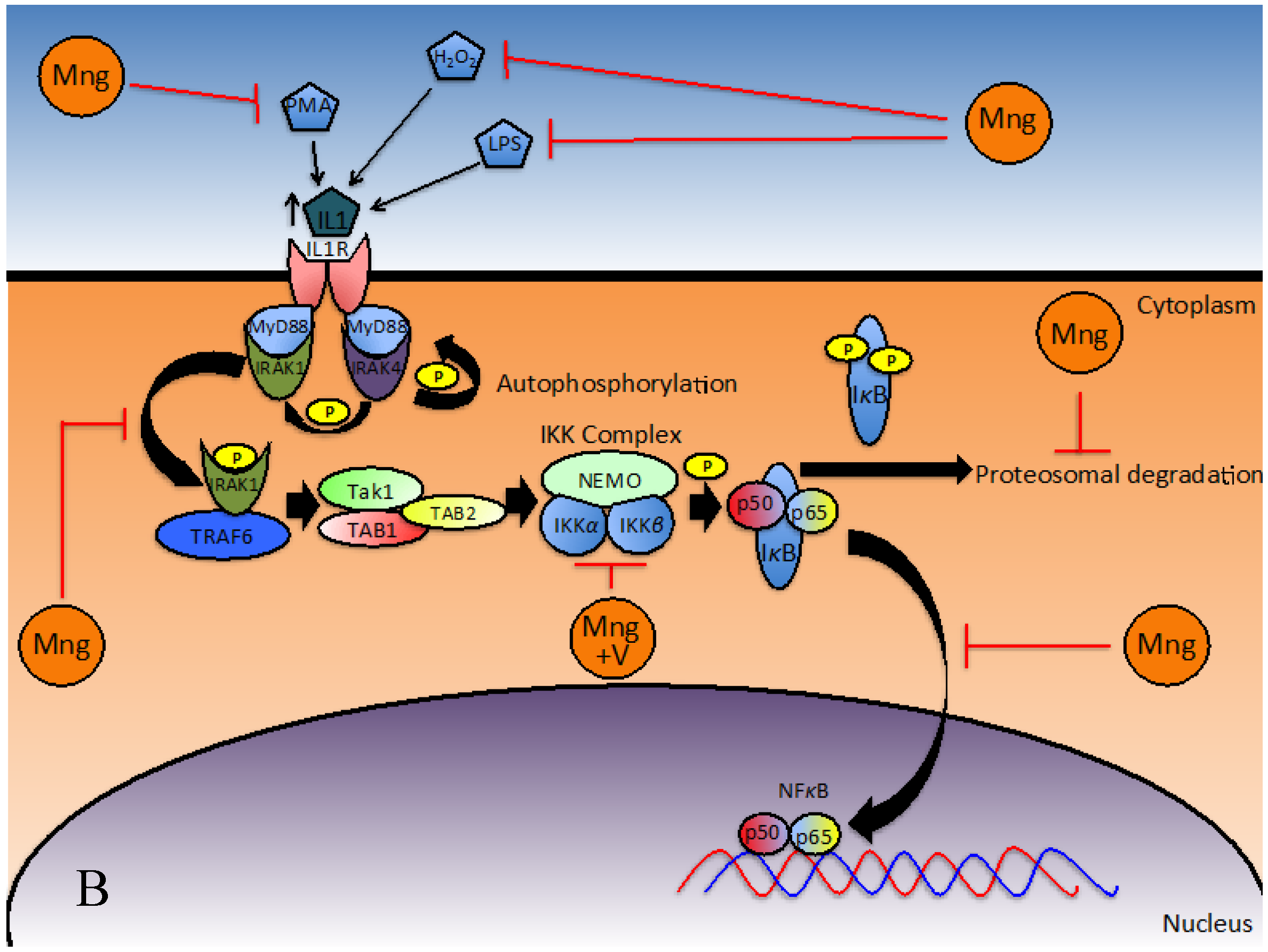 Inhibition of NFκB