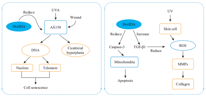 Lyophilized Royal Jelly Powder For Anti-photoaging