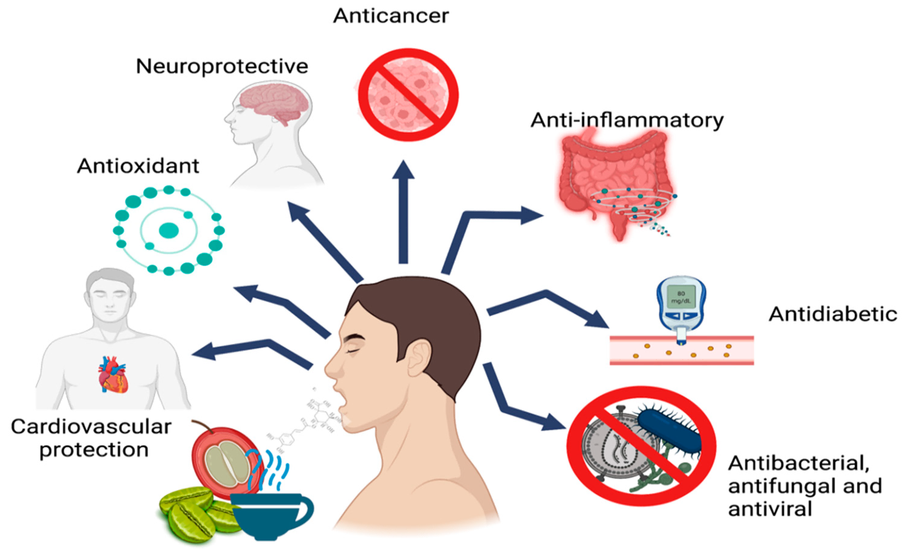 Main biological activities attributed to CGAs