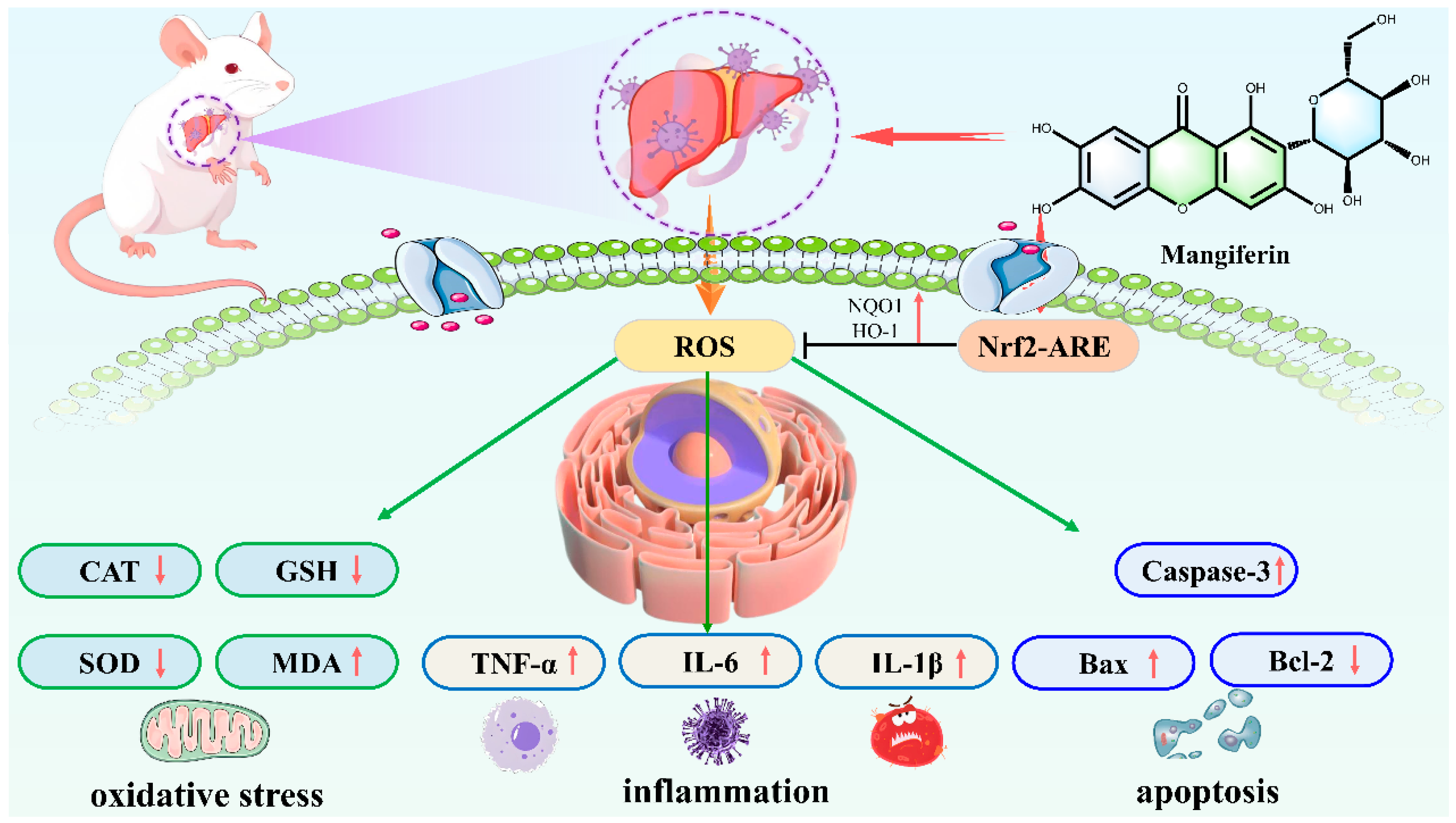 Mangiferin against Polar Liver Injury mechanism diagram