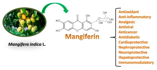 mangiferin benefits