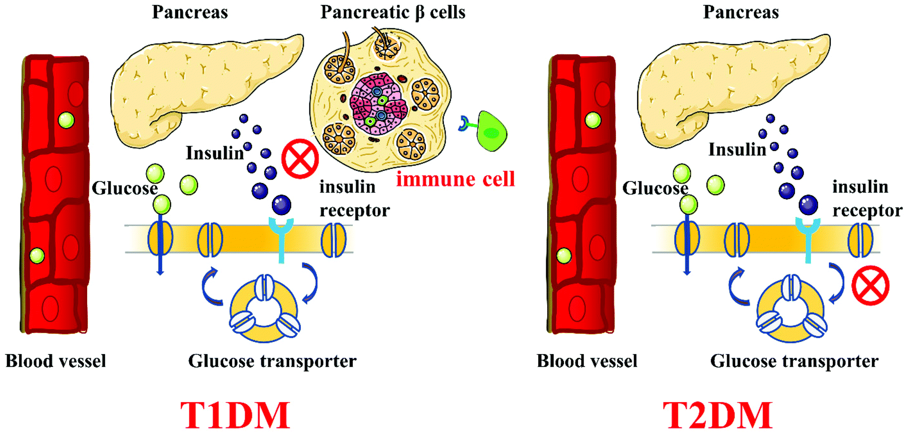 mangiferin diabetes