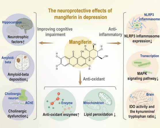 mangiferin powder for antioxidation and neuroprotection