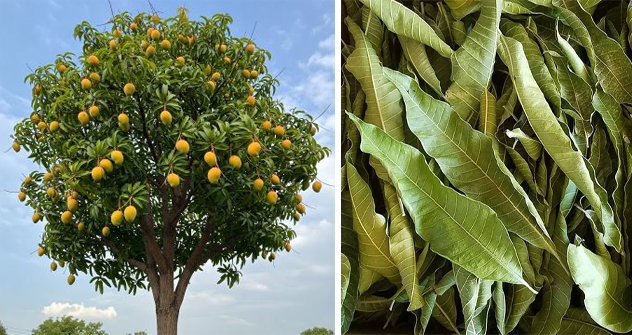 mango leaves