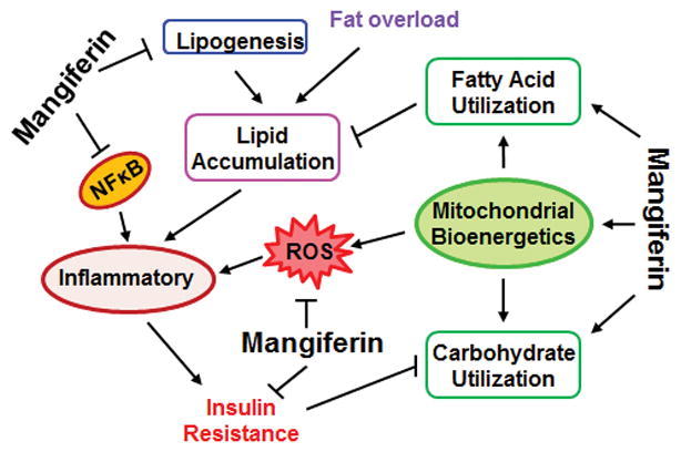 MGF Modulates Obesity