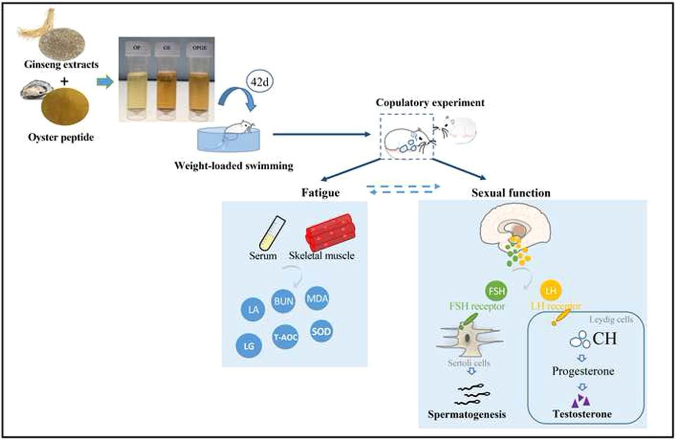 oyster peptide and men health
