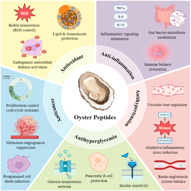 oyster peptide extract benefits