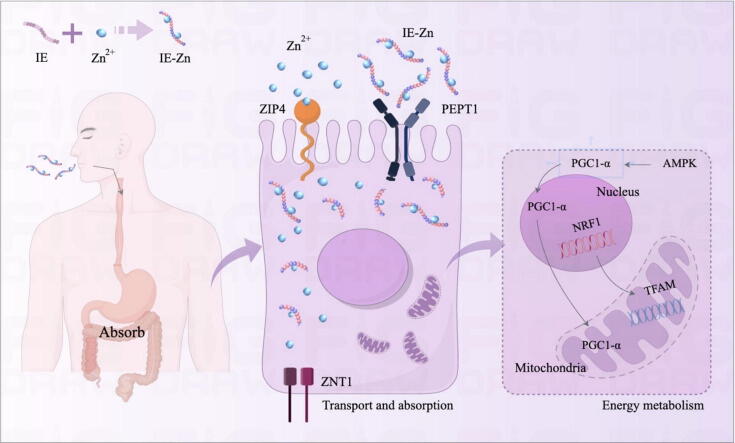 Oyster peptide extract components and zinc
