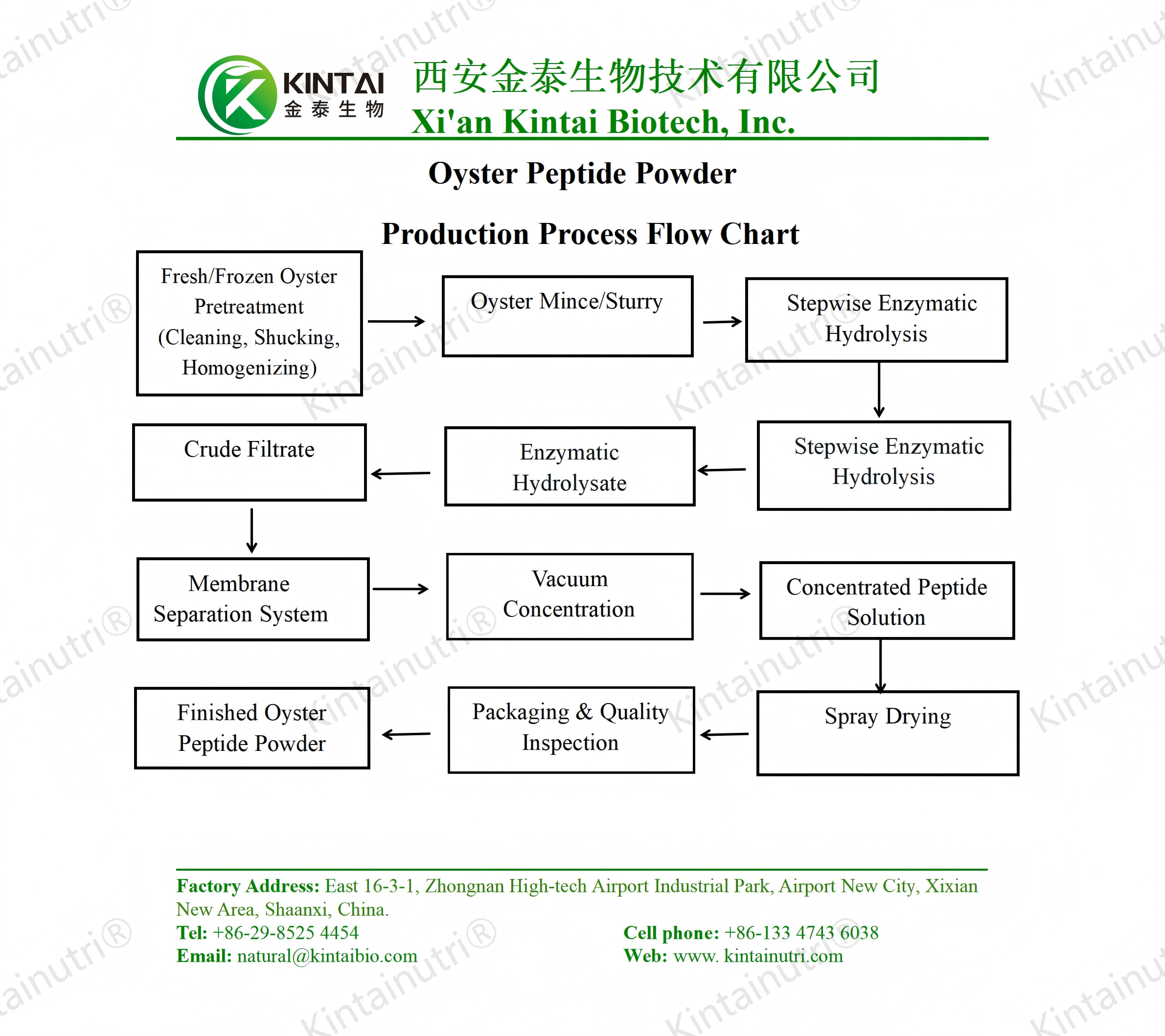 Oyster Peptide Powder Production Process Flow Chart