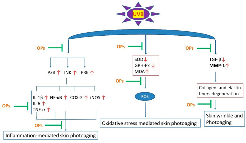 Possible mechanism by which OPs attenuated UVB-induced skin photoaging