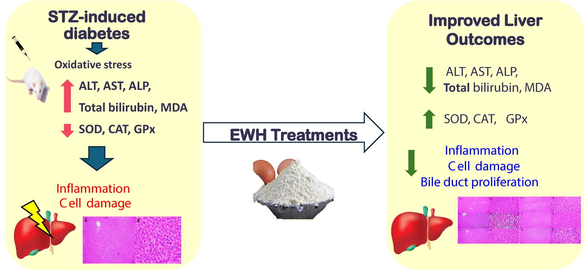 Protective effects against hepatotoxicity
