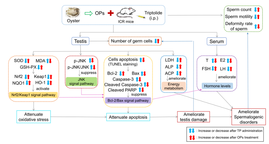 protective mechanisms against testicular injury