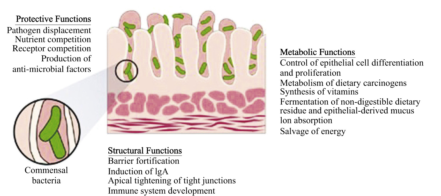 safeguarding intestinal and overall health