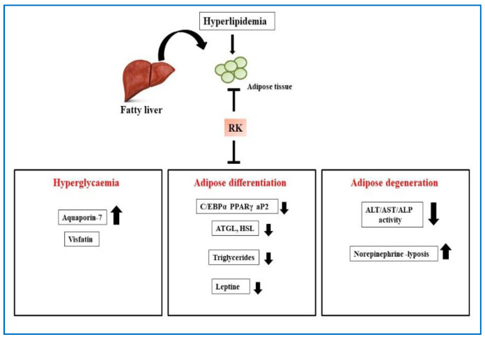 Schematic diagram showing the effect of RK on hyperlipidemia