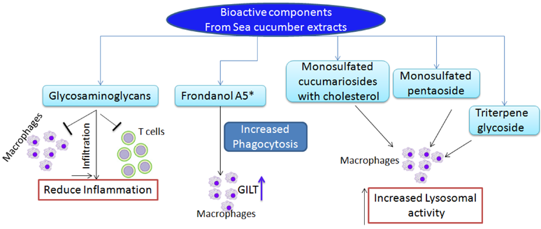 Sea cucumber peptide for immune regulation