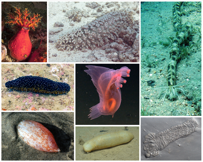 Sea Cucumber Peptide Powder Extraction Source Advantages