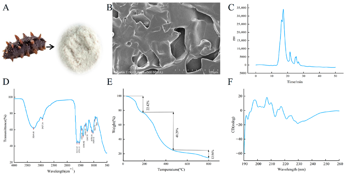 Sea Cucumber Peptide Powder For Antioxidant & Anti-aging