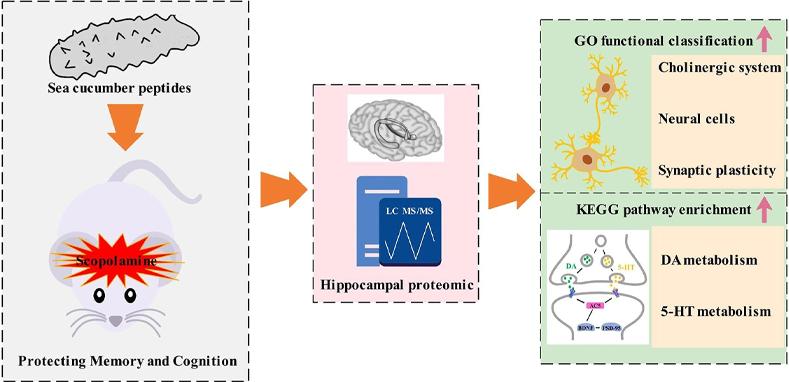 Sea Cucumber Peptide Powder For Neuroprotection & Improve memory