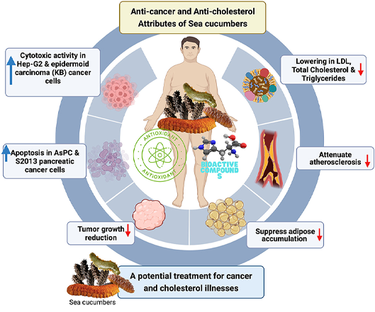 Sea Cucumber Peptide Powder For Tumor