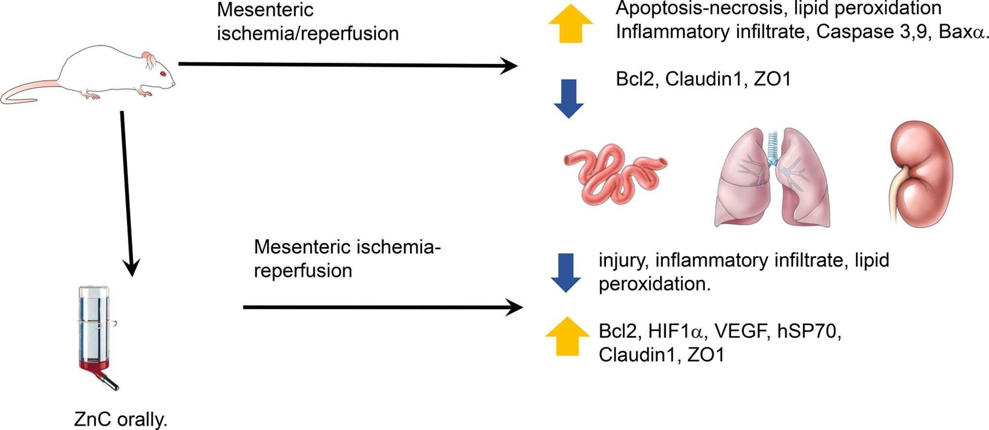 supports gastrointestinal barrier function