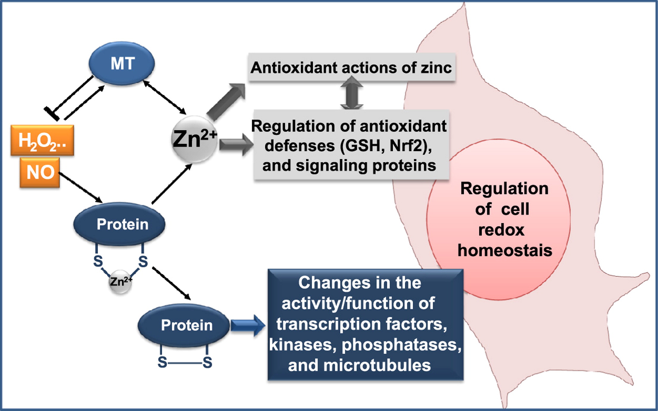 the antioxidant properties of zinc