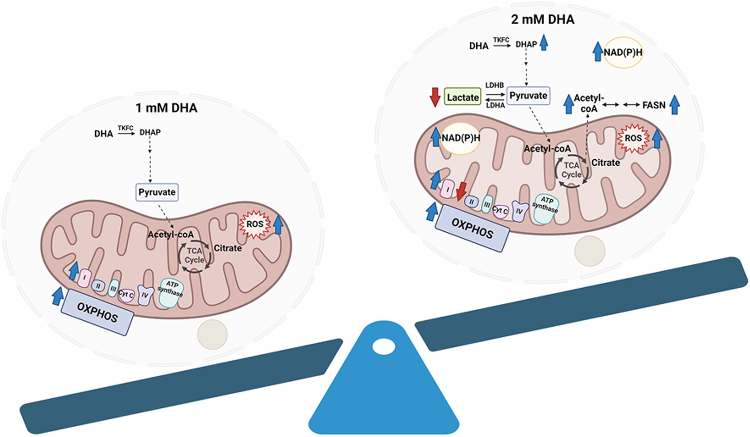 the intracellular metabolic pathway of dha