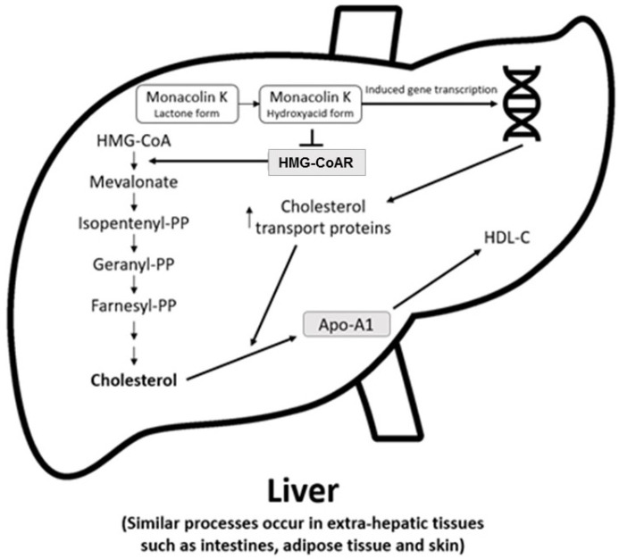 Actions of RYR on cholesterol synthesis