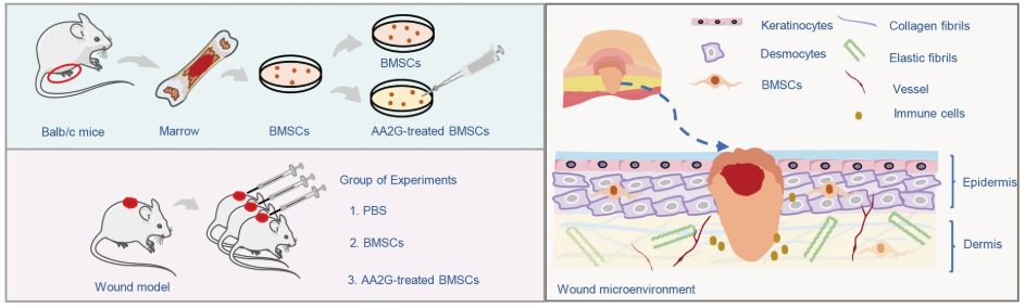Advanced Wound Healing