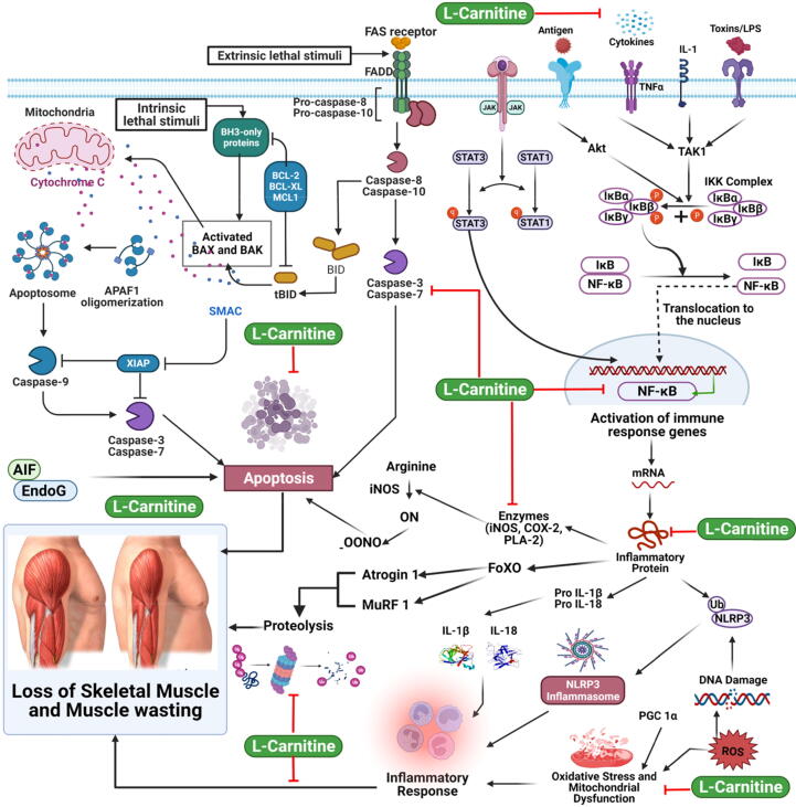 Anti-wasting effect of l-Carnitine