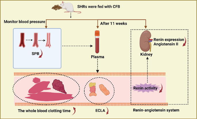 Antihypertensive mechanism of natto extracts
