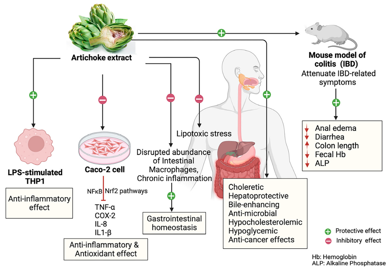 Beneficial effects of artichoke extracts