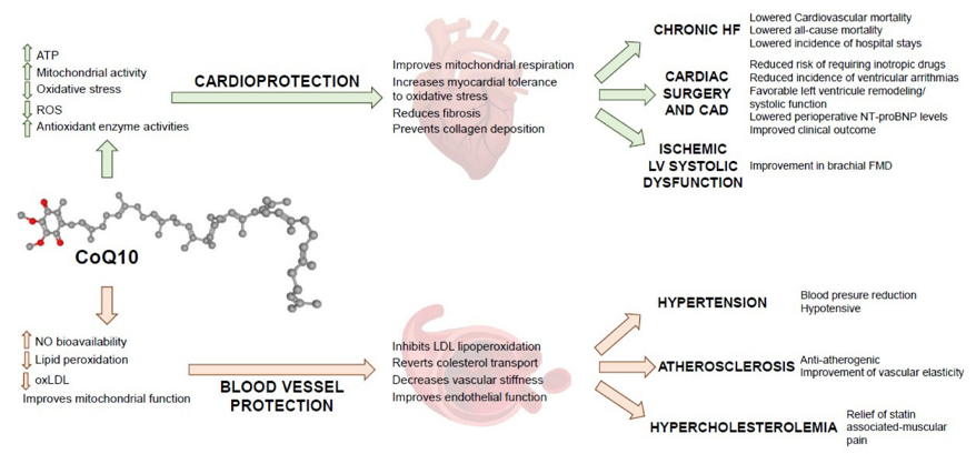 COQ 10 Benefits for Cardiovascular disease